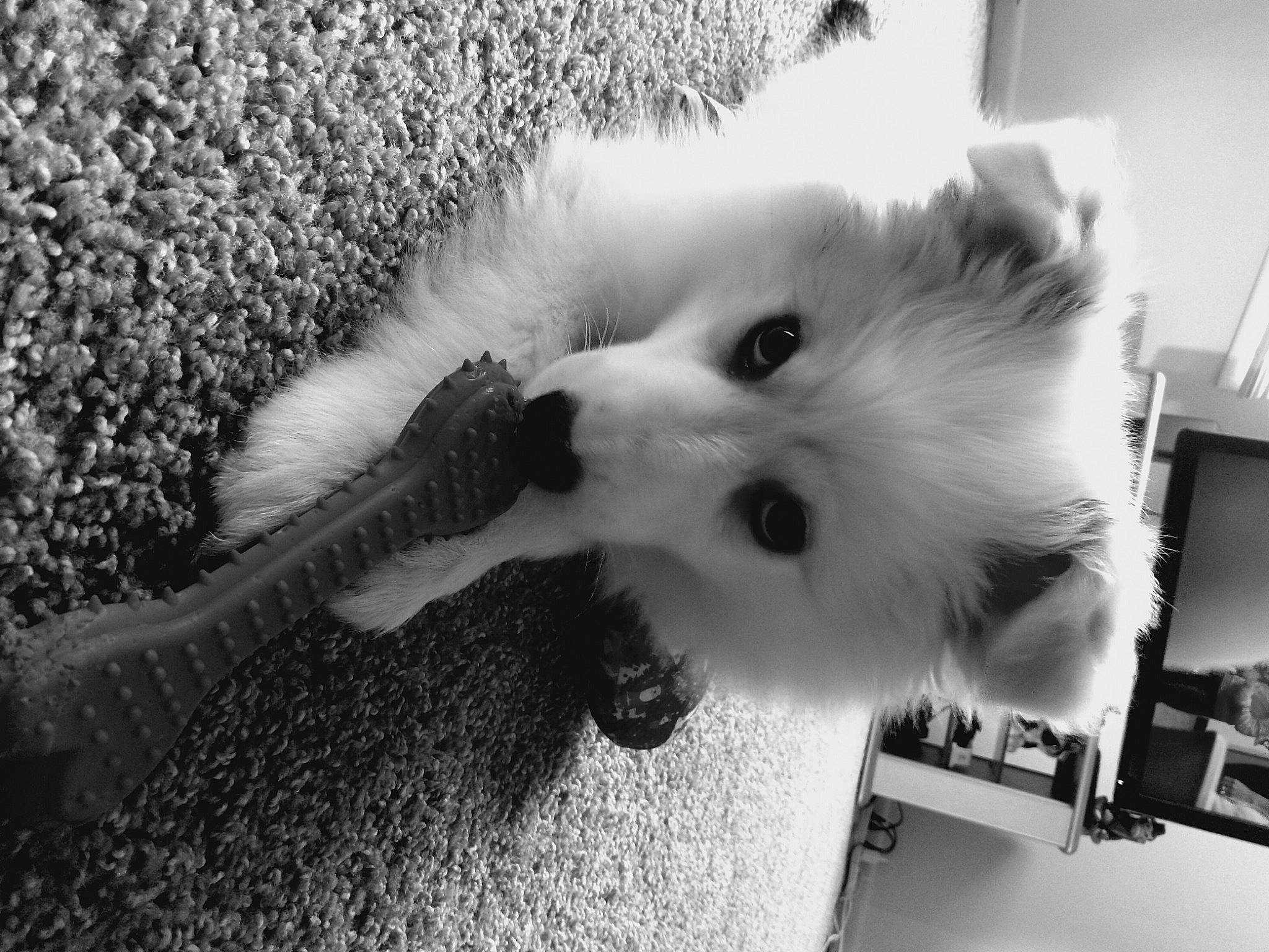 Tydus is registered to the contest to win money with this photo: black_and_white, canidae, carnivore, cat, companion_dog, dog_breed, fawn, felidae, fur, monochrome, monochrome_photography, paw, photography, small_to_medium_sized_cats, sporting_group, style, tail, vertebrate, whiskers