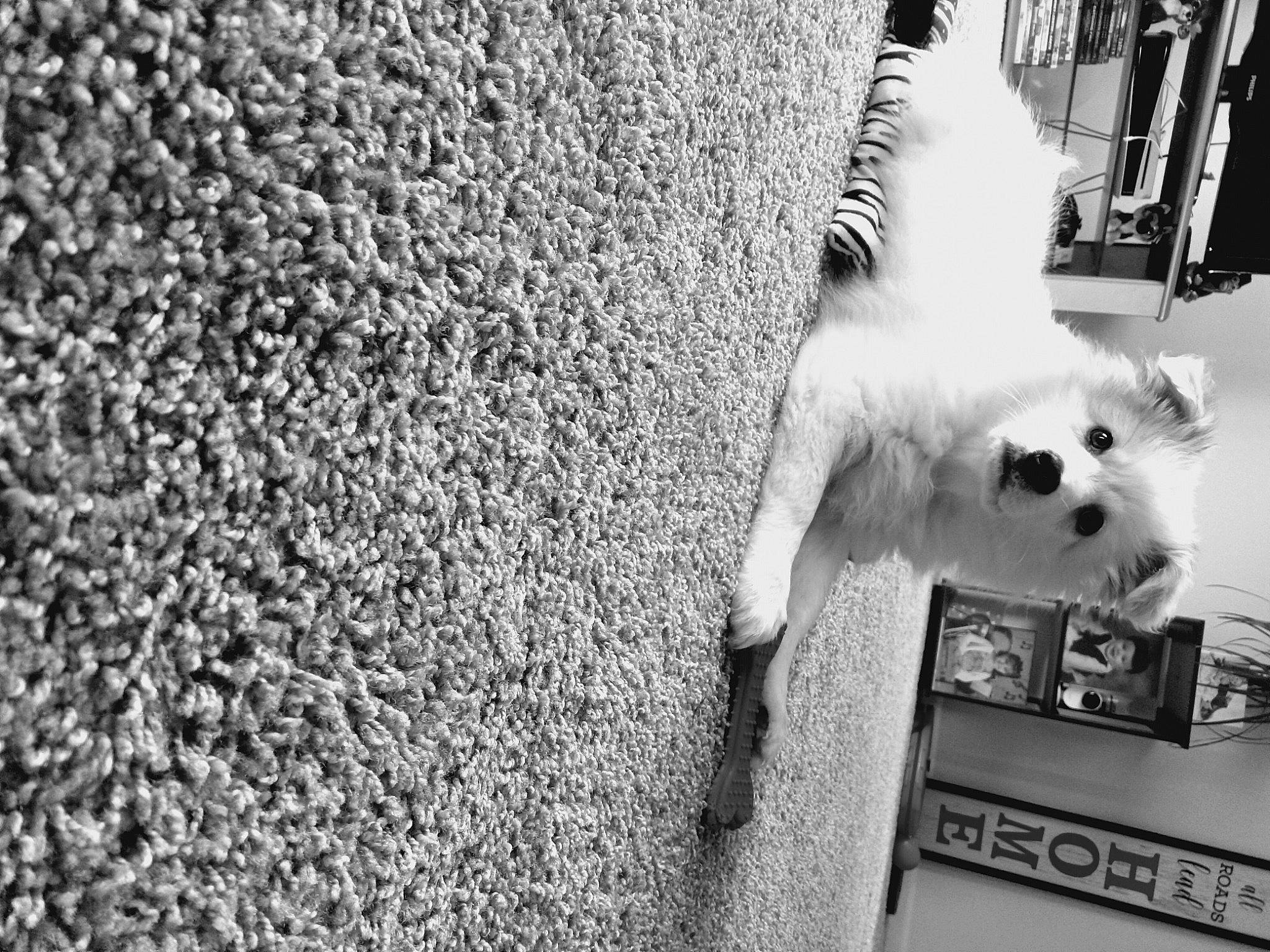 Tydus joined the competition — help win amazing prizes! black, black_and_white, canidae, carnivore, companion_dog, dog, dog_breed, flooring, fur, grey, line, monochrome, monochrome_photography, road, road_surface, sporting_group, street, style, toy_dog, white