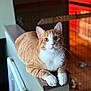 cat, orange_cat, white_cat, pet, indoor, railing, feline, curious, animal, domestic_cat, whiskers, ears, paws, fur, closeup, home, cozy, relaxed, looking, sitting