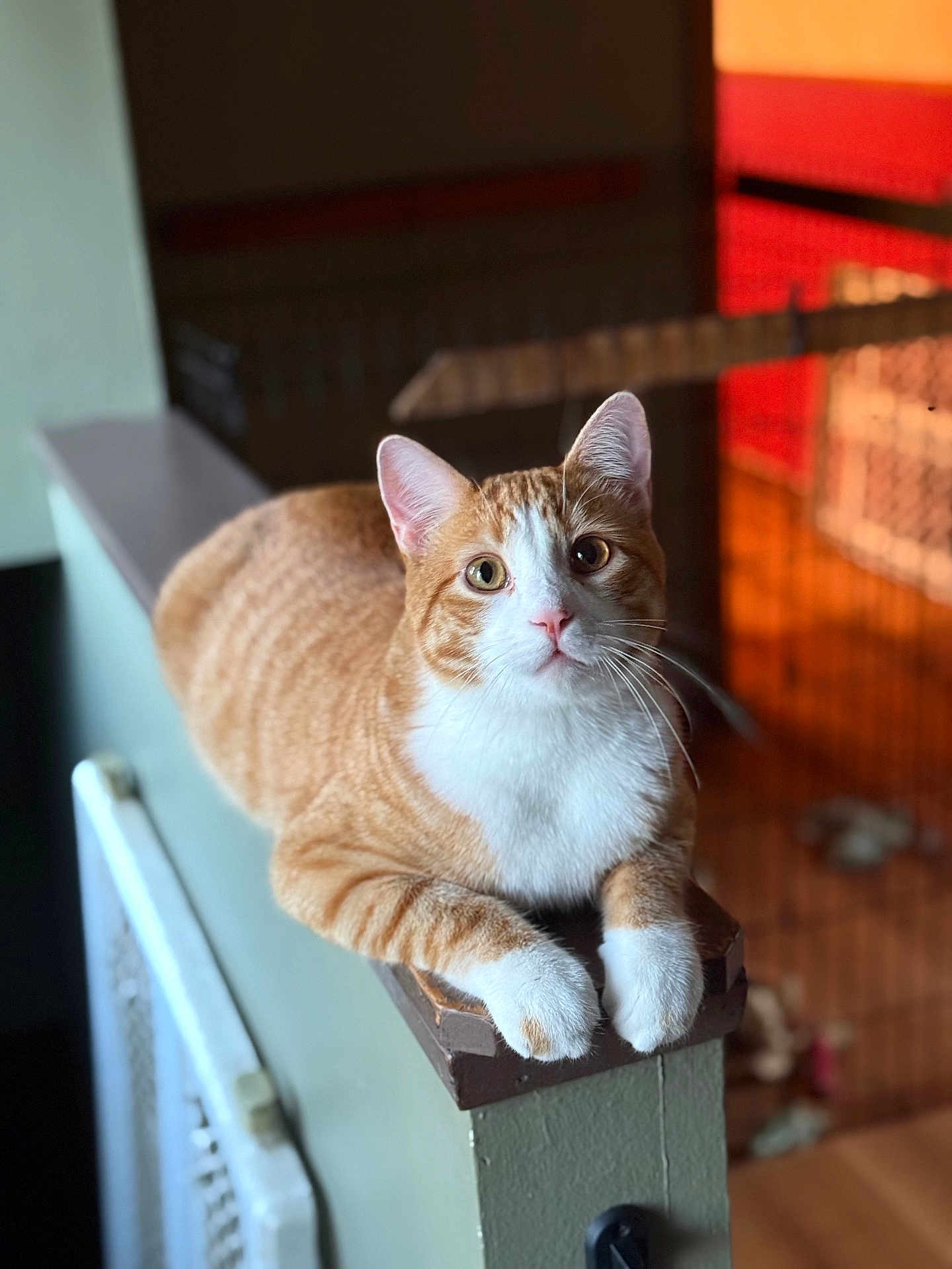 Taco is registered to the contest to win money with this photo: cat, orange_cat, white_cat, pet, indoor, railing, feline, curious, animal, domestic_cat, whiskers, ears, paws, fur, closeup, home, cozy, relaxed, looking, sitting