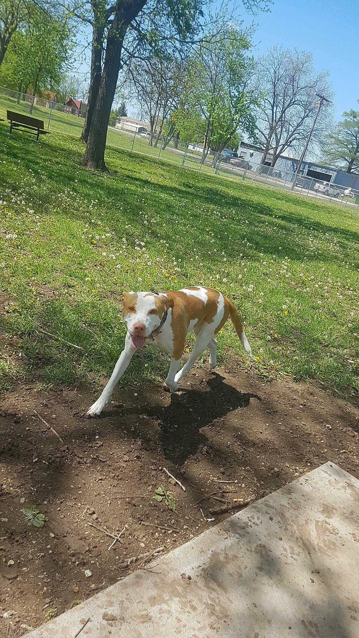 Chop joined the competition — help win amazing prizes! canidae, carnivore, collar, companion_dog, dog, dog_breed, fawn, grass, gun_dog, plant, road_surface, sidewalk, sighthound, sky, soft_drink, soil, street_dog, tail, tree, working_animal