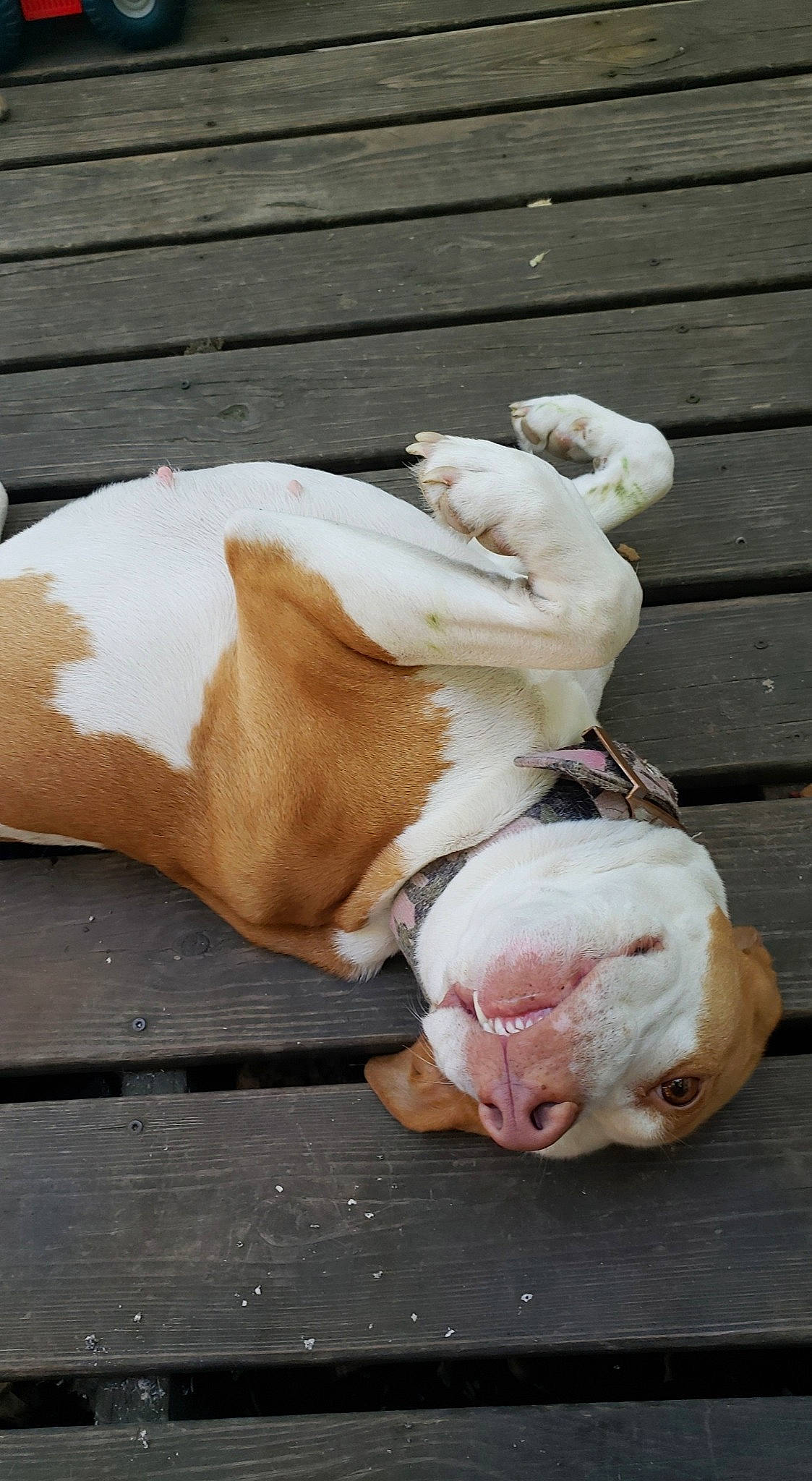 Chop is registered to the contest to win money with this photo: bulldog, canidae, carnivore, comfort, companion_dog, dog, dog_breed, fawn, flesh, nap, non_sporting_group, paw, snout, sporting_group, street_dog, tail, terrestrial_animal, whiskers, working_animal, wrinkle