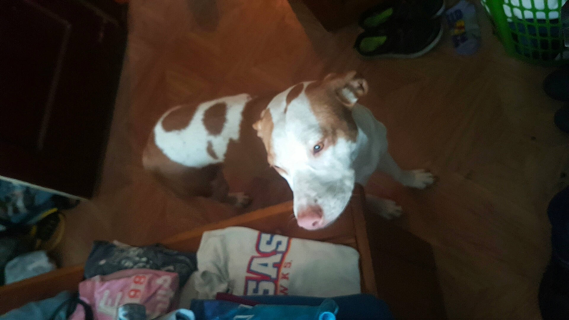 Chop is registered to the contest to win money with this photo: bulldog, carnivore, companion_dog, dog, dog_breed, dog_supply, fawn, felidae, flowerpot, fur, hardwood, houseplant, paw, small_to_medium_sized_cats, sporting_group, tail, toy_dog, whiskers, wood, working_animal