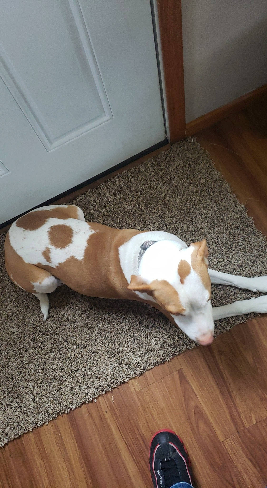 Chop is registered to the contest to win money with this photo: canidae, carnivore, comfort, companion_dog, dog, dog_breed, door, fawn, floor, flooring, fur, hardwood, human_leg, pet_supply, snout, sporting_group, tail, whiskers, wood, working_animal