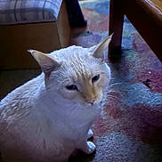 Miles joined the competition — help win amazing prizes! animal, calm, carpet, cat, cozy, cute, domestic, ears, floor, furniture, home, indoor, pet, quiet, relaxed, sitting, sock, table, whiskers, white_cat