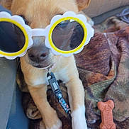 Lulu joined the competition — help win amazing prizes! dog, sunglasses, pet, blanket, toy, leash, brown, white_paw, close_up, accessory, cute, animal, indoor, relaxed, playful, comfort, canine, funny, wearing, resting