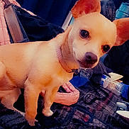 Lulu is registered to the contest to win money with this photo: animal, bedroom, blanket, blanket_pattern, clothing, collar, curious, cute, dog, domestic, ears, furniture, household, indoor, pet, resting, small_dog, soft_lighting, tan_dog, water_bottle