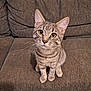animal, cat, couch, cute, domestic, ears, eyes, face, fur, furniture, indoor, kitten, looking_up, pet, sitting, small, striped, tabby, whiskers, young