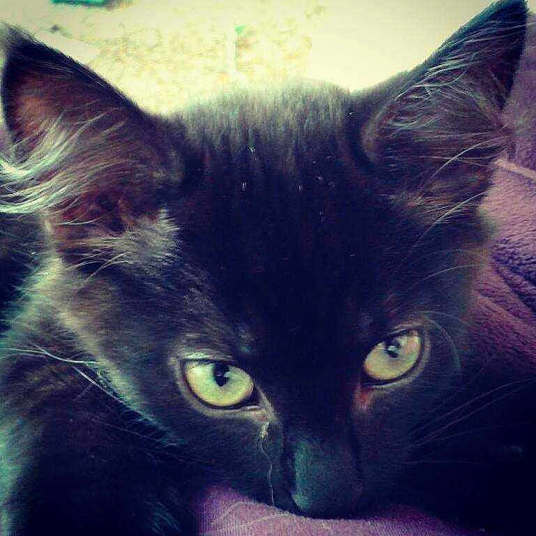 Shadow is registered to the contest to win money with this photo: