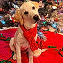 dog, labrador, pet, christmas_tree, ornament, holiday_lights, red_scarf, tree_skirt, festive, paws, sitting, head_tilt, cute, indoor, decorations, frosted_branches, ribbons, red_quilt, portrait, seasonal
