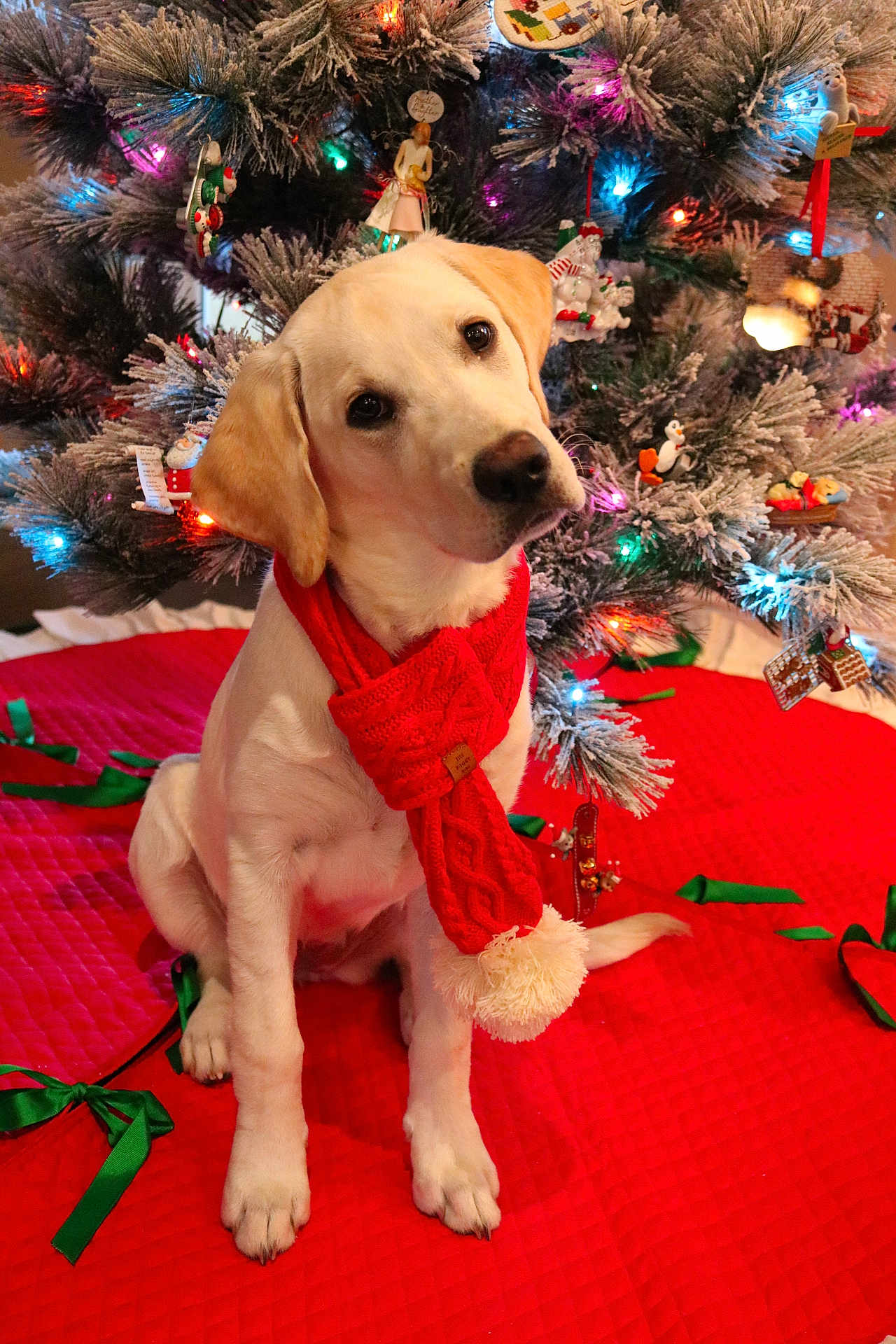 Sadie joined the competition — help win amazing prizes! dog, labrador, pet, christmas_tree, ornament, holiday_lights, red_scarf, tree_skirt, festive, paws, sitting, head_tilt, cute, indoor, decorations, frosted_branches, ribbons, red_quilt, portrait, seasonal