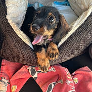 Lilo participe au concours pour gagner de l'argent avec cette photo : puppy, dog, pet_bed, tongue_out, black_and_tan, cozy, car_seat, blanket, fabric, cute, animal, young_dog, paw, fur, indoor, resting, playful, adorable, seatbelt, comfort