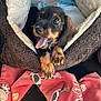 puppy, dog, pet_bed, tongue_out, black_and_tan, cozy, car_seat, blanket, fabric, cute, animal, young_dog, paw, fur, indoor, resting, playful, adorable, seatbelt, comfort