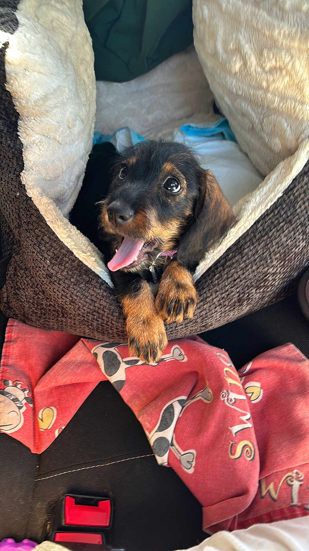 Lilo