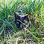 Cookie participe au concours pour gagner de l'argent avec cette photo : alert, animal, black_cat, camouflage, cat, close_up, curious, fur, grass, green_eyes, head, nature, outdoor, pet, plant, shadows, stealth, sunlight, whiskers, wildlife