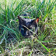 Cookie a rejoint le concours — aidez-le/la à gagner de superbes lots ! alert, animal, black_cat, camouflage, cat, close_up, curious, fur, grass, green_eyes, head, nature, outdoor, pet, plant, shadows, stealth, sunlight, whiskers, wildlife