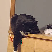 Lavern joined the competition — help win amazing prizes! cat, black_cat, white_paws, furniture, dresser, indoor, relaxed, lazy, pet, animal, whiskers, paw, wood, sticker, sleepy, cute, fluffy, domestic_cat, resting, household