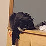 cat, black_cat, white_paws, furniture, dresser, indoor, relaxed, lazy, pet, animal, whiskers, paw, wood, sticker, sleepy, cute, fluffy, domestic_cat, resting, household
