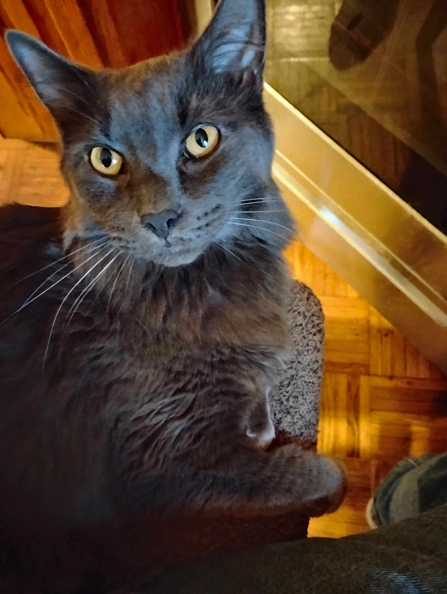 Gus joined the competition — help win amazing prizes! cat, gray_cat, pet, animal, feline, indoor, fur, whiskers, yellow_eyes, closeup, looking, cute, house, floor, wood, texture, paw, resting, portrait, domestic_cat