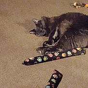 Gus is registered to the contest to win money with this photo: cat, carpet, toy, paw_print, indoor, pet, animal, relaxed, sleepy, feline, brown, striped, floor, cozy, home, resting, cute, domestic, mammal, lying_down