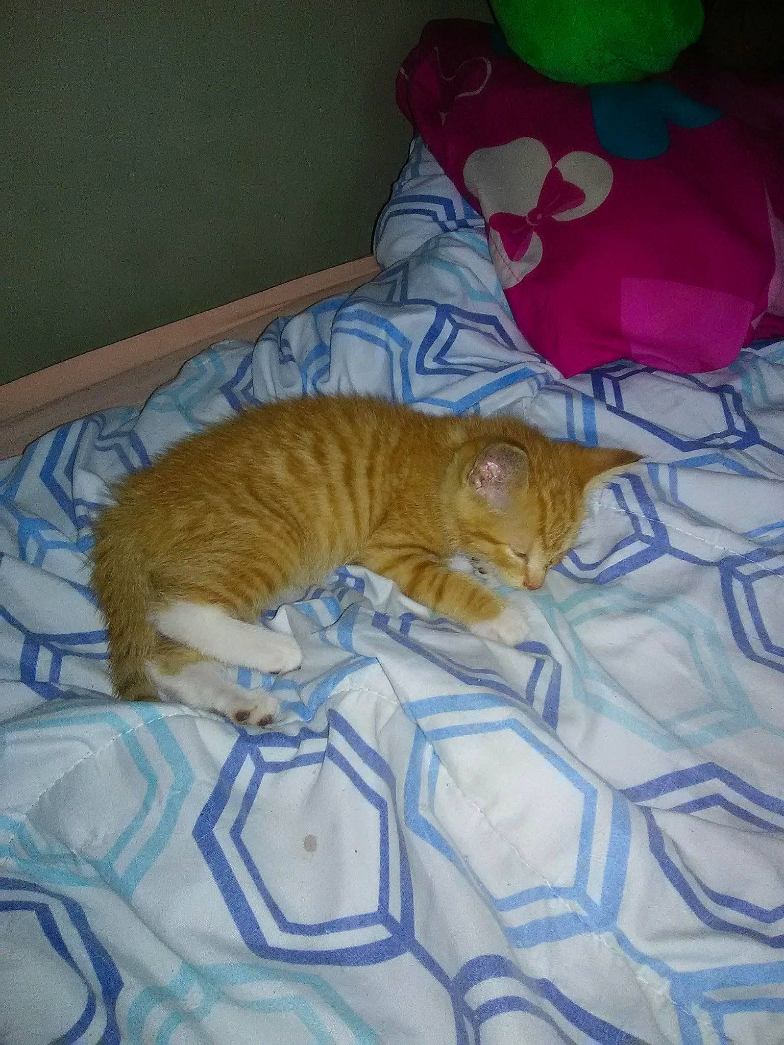 Rose joined the competition — help win amazing prizes! carnivore, cat, domestic_short_haired_cat, european_shorthair, fawn, felidae, sleep, small_to_medium_sized_cats, tabby_cat, tail, whiskers