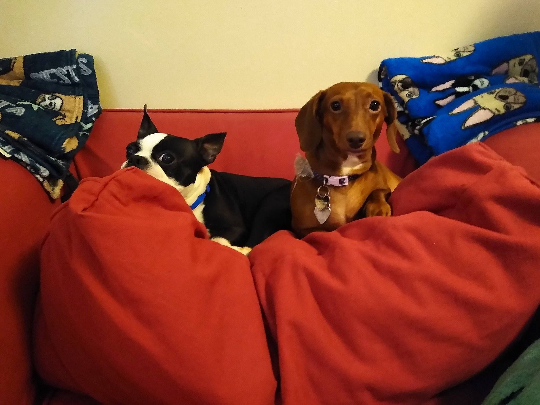 Sophie is registered to the contest to win money with this photo: canidae, carnivore, collar, comfort, companion_dog, dog, dog_breed, dog_collar, dog_supply, hound, linens, liver, pet_supply, pointing_breed, sporting_group, working_animal, working_dog