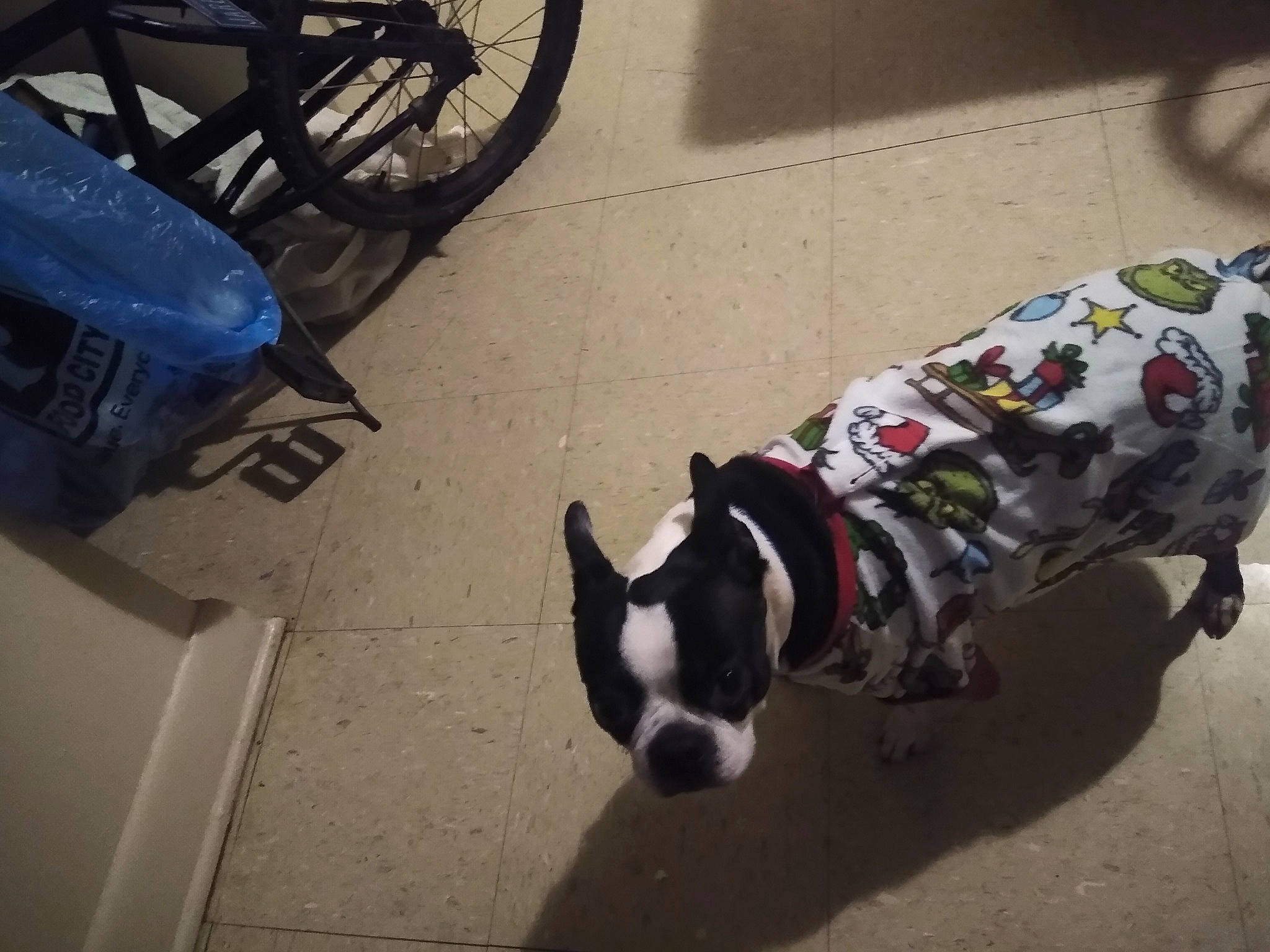 Turbo is registered to the contest to win money with this photo: bicycle_tire, bicycle_wheel_rim, canidae, carnivore, collar, companion_dog, dog, dog_breed, dog_clothes, dog_supply, fender, rim, snout, sporting_group, synthetic_rubber, tail, terrestrial_animal, tread, vertebrate, working_animal