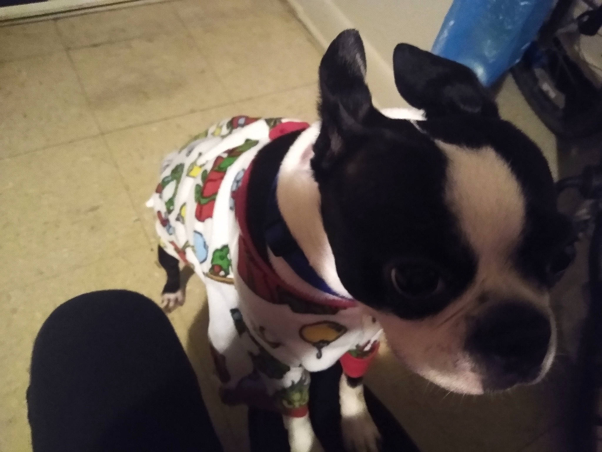 Turbo joined the competition — help win amazing prizes! boston_terrier, canidae, carnivore, collar, companion_dog, dog, dog_breed, dog_collar, dog_supply, french_bulldog, non_sporting_group, pet_supply, snout, sporting_group, terrestrial_animal, terrier, toy_dog, vertebrate, working_animal, working_dog