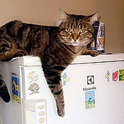Micha a rejoint le concours — aidez-le/la à gagner de superbes lots ! cat, tabby_cat, refrigerator, sticker, paw, indoor, household, appliance, fur, pet, animal, relaxed, tabby, domestic_cat, white, kitchen, feline, cute, lazy, dangle