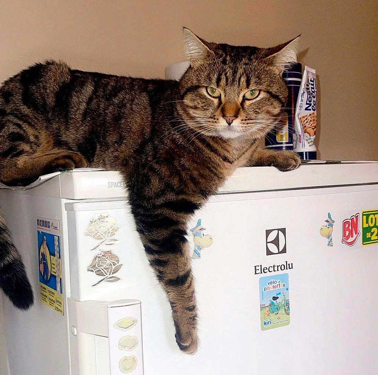 Micha a rejoint le concours — aidez-le/la à gagner de superbes lots ! cat, tabby_cat, refrigerator, sticker, paw, indoor, household, appliance, fur, pet, animal, relaxed, tabby, domestic_cat, white, kitchen, feline, cute, lazy, dangle