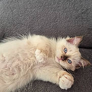 Blue a rejoint le concours — aidez-le/la à gagner de superbes lots ! cat, kitten, fluffy, cream_colored, blue_eyes, long_hair, lying_down, playful, cute, pet, animal, whiskers, paws, indoors, sofa, couch, gray_background, portrait, close_up, relaxed
