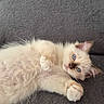 cat, kitten, fluffy, cream_colored, blue_eyes, long_hair, lying_down, playful, cute, pet, animal, whiskers, paws, indoors, sofa, couch, gray_background, portrait, close_up, relaxed
