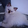 Blue a rejoint le concours — aidez-le/la à gagner de superbes lots ! kitten, cat, white_fur, blue_eyes, fluffy, long_hair, pet, animal, portrait, close_up, indoors, blanket, couch, cozy, lying_down, relaxed, cute, whiskers, ears, dark_markings