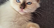 Blue participe au concours pour gagner de l'argent avec cette photo : cat, kitten, fluffy, cream_colored, blue_eyes, long_hair, pointed_ears, whiskers, paw, raised_paw, pet, animal, cute, adorable, close_up, portrait, lying_down, couch, indoor, fur