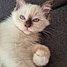 cat, kitten, fluffy, cream_colored, blue_eyes, long_hair, pointed_ears, whiskers, paw, raised_paw, pet, animal, cute, adorable, close_up, portrait, lying_down, couch, indoor, fur