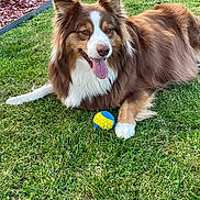 Tess participe au concours pour gagner de l'argent avec cette photo : dog, grass, ball, outdoor, pet, happy, tongue_out, brown_fur, white_fur, playful, animal, canine, laying_down, sunlight, summer, nature, closeup, friendly, fluffy, ears_up