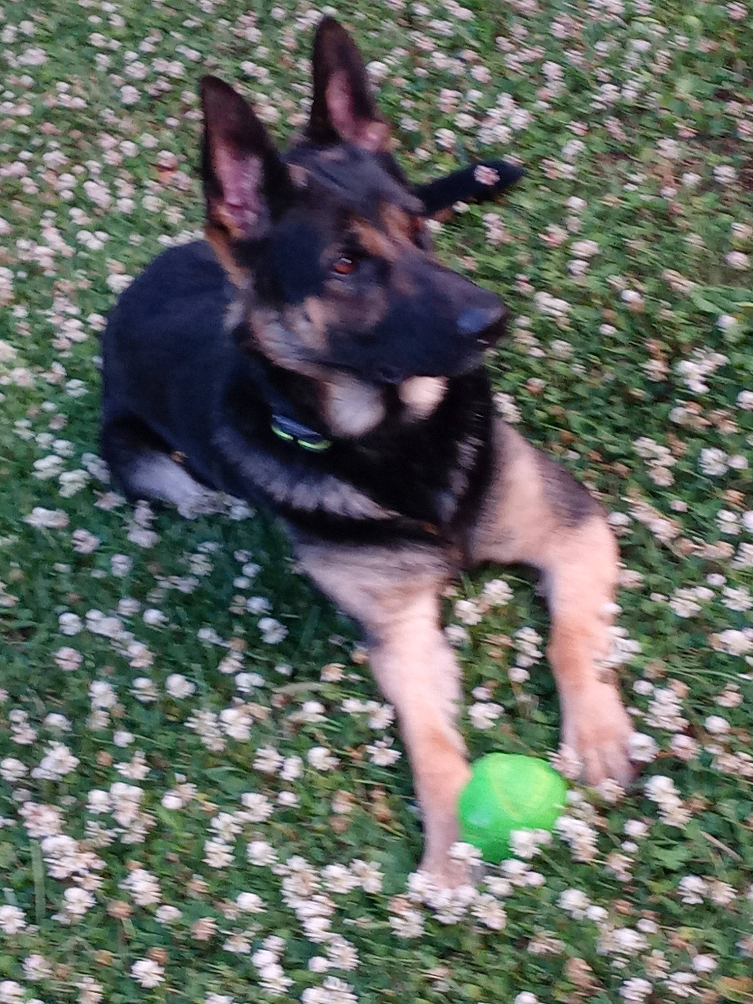 Boomer is registered to the contest to win money with this photo: canidae, canis, carnivore, companion_dog, dog, dog_breed, dog_supply, east_european_shepherd, fawn, german_shepherd_dog, grass, herding_dog, king_shepherd, old_german_shepherd_dog, pet_supply, snout, sporting_group, tail, working_animal, working_dog