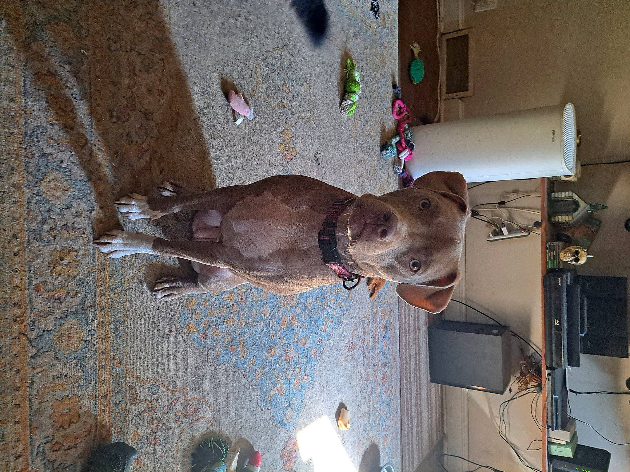 Chole joined the competition — help win amazing prizes! adventure, art, canidae, carnivore, ceiling, dog, dog_breed, fawn, liver, metal, non_sporting_group, sculpture, snout, sporting_group, vehicle_door, working_animal