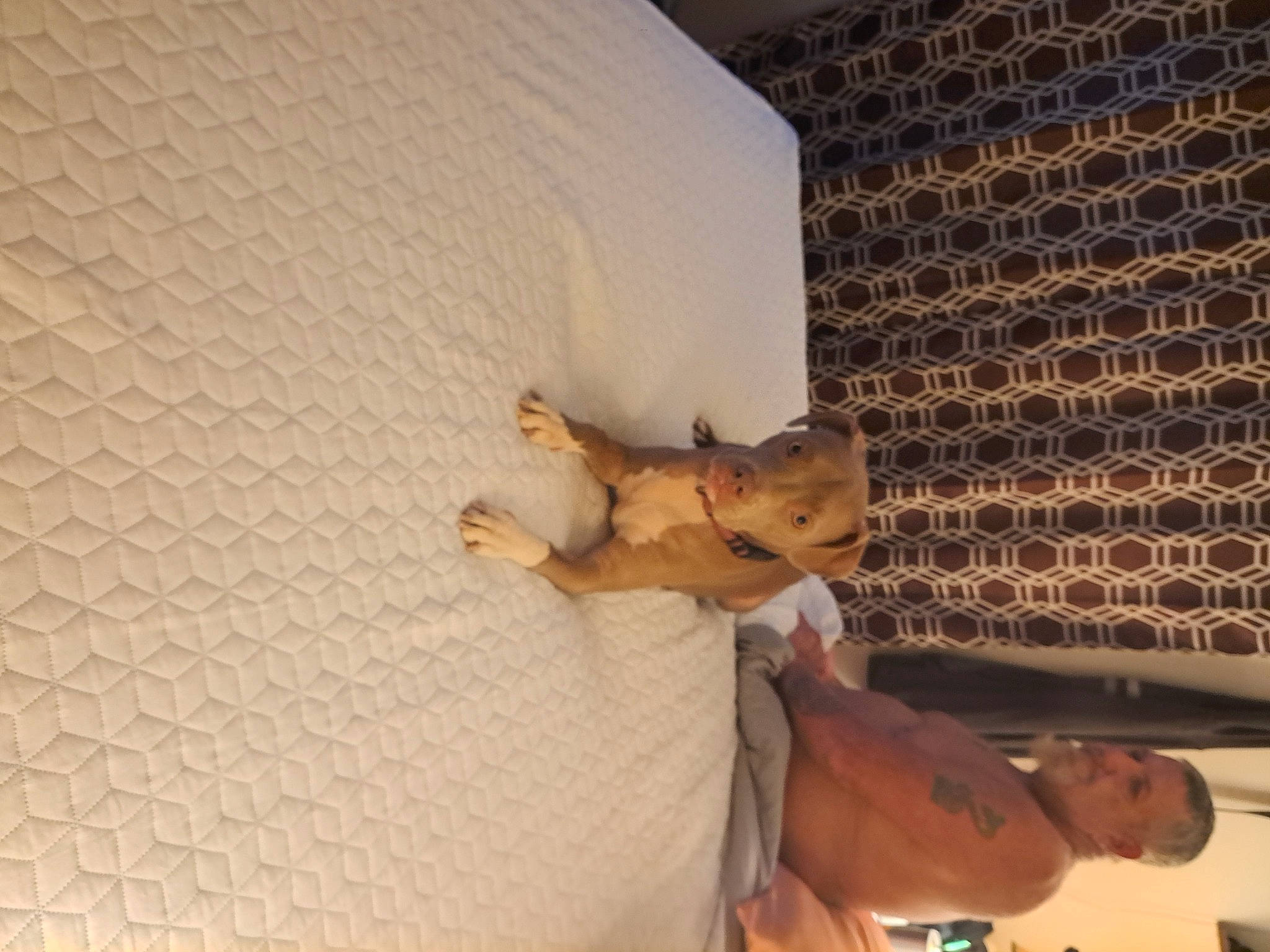 Chole joined the competition — help win amazing prizes! bed, bedding, bedroom, ceiling, comfort, companion_dog, fawn, felidae, flooring, fur, hardwood, human_leg, linens, pattern, room, small_to_medium_sized_cats, textile, wall, whiskers, wood