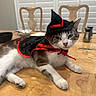 cat, costume, witch_hat, table, indoor, feline, pet, animal, black, red, white, gray, wood, fur, domestic, cute, relaxed, chair, background, household