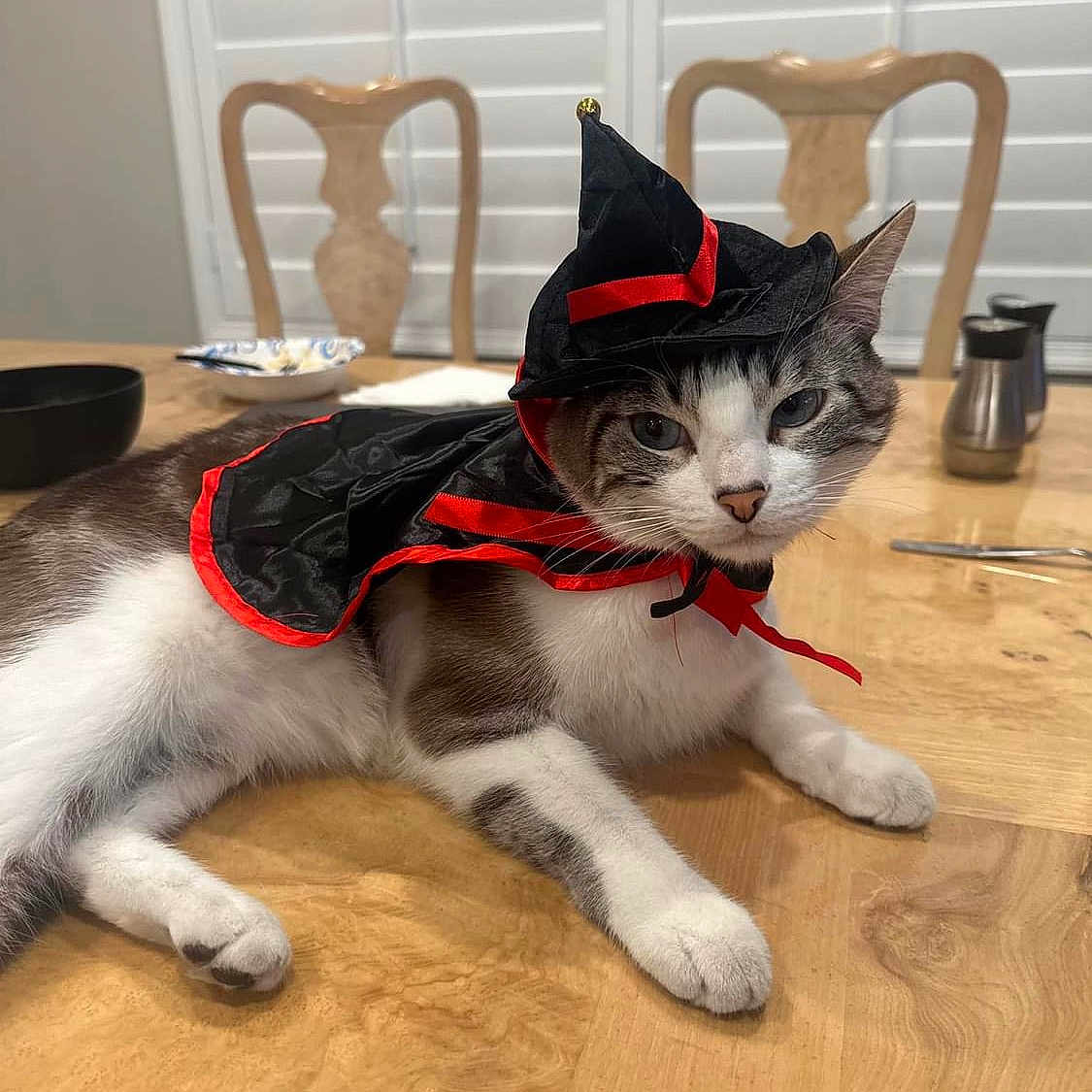 Monkey is registered to the contest to win money with this photo: cat, costume, witch_hat, table, indoor, feline, pet, animal, black, red, white, gray, wood, fur, domestic, cute, relaxed, chair, background, household