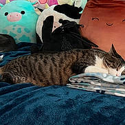 Lila joined the competition — help win amazing prizes! cat, sleeping, blanket, plush_toy, stuffed_animal, bed, cozy, indoor, tabby_cat, fur, resting, cute, soft_toys, comfort, animal, pet, relaxing, home, cushion, colorful