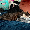 cat, sleeping, blanket, plush_toy, stuffed_animal, bed, cozy, indoor, tabby_cat, fur, resting, cute, soft_toys, comfort, animal, pet, relaxing, home, cushion, colorful