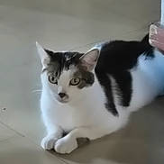 Yuki a rejoint le concours — aidez-le/la à gagner de superbes lots ! cat, animal, pet, white, black, floor, indoor, feline, laying, alert, ears, whiskers, paws, cute, domestic, fur, eyes, resting, quiet, calm
