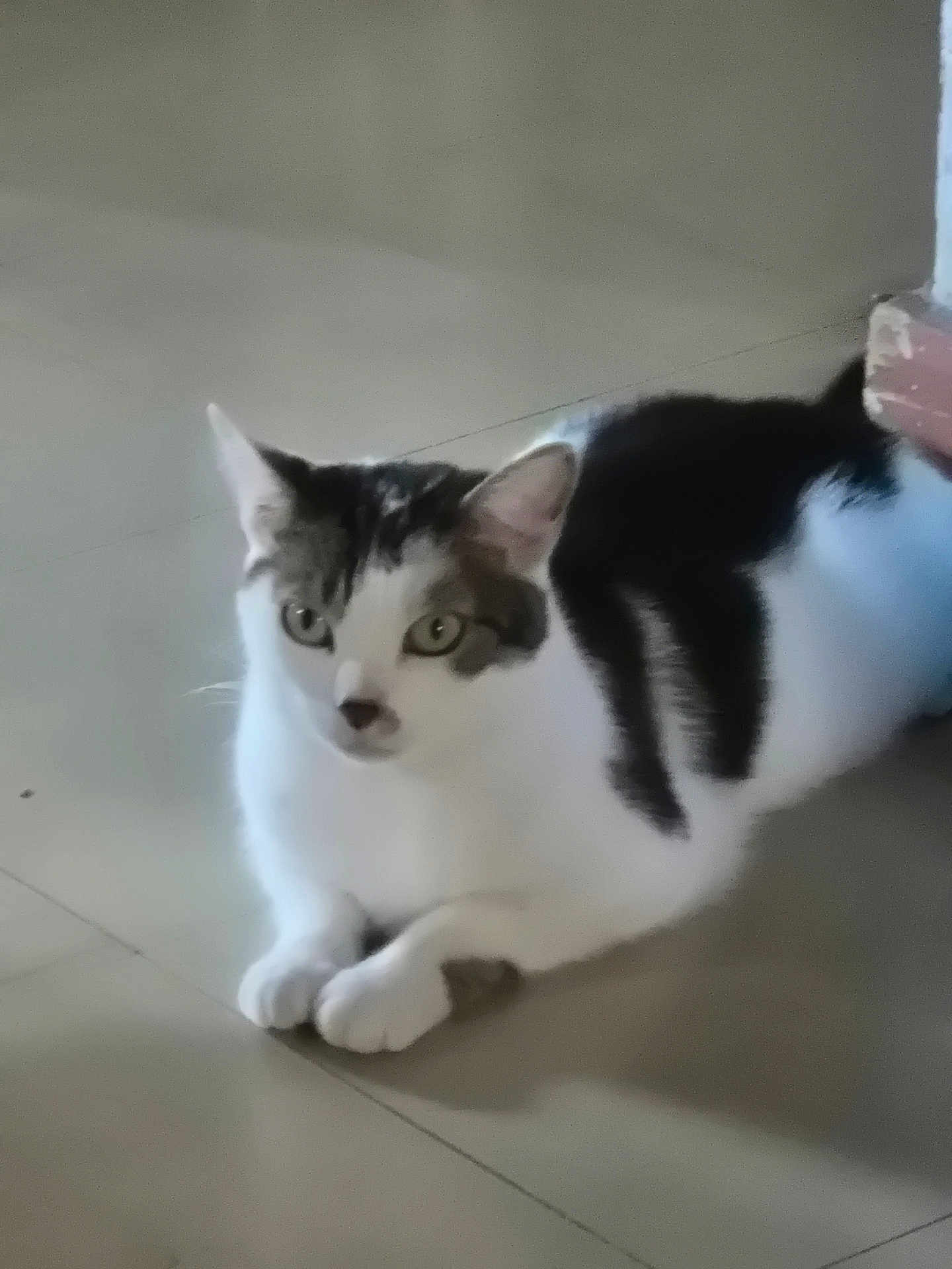 Yuki a rejoint le concours — aidez-le/la à gagner de superbes lots ! cat, animal, pet, white, black, floor, indoor, feline, laying, alert, ears, whiskers, paws, cute, domestic, fur, eyes, resting, quiet, calm