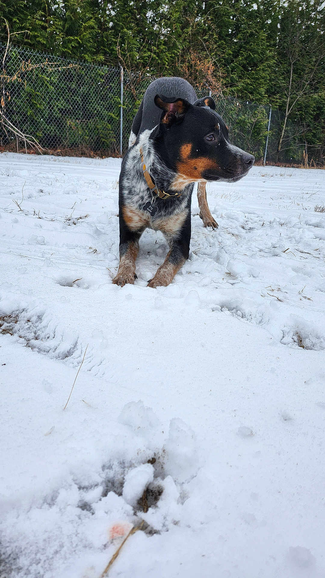 Fry joined the competition — help win amazing prizes! dog, snow, outdoor, fence, collar, tag, muddy_paws, tree, winter, animal, pet, alert, black_coat, white_coat, tan_coat, yard, nature, curious, standing, canine