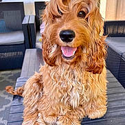 Leslie a rejoint le concours — aidez-le/la à gagner de superbes lots ! dog, happy, smiling, curly_hair, fluffy, pet, outdoor, table, wooden_table, brown_dog, cute, tongue_out, sitting, furniture, backyard, sunlight, canine, animal, portrait, domestic_animal