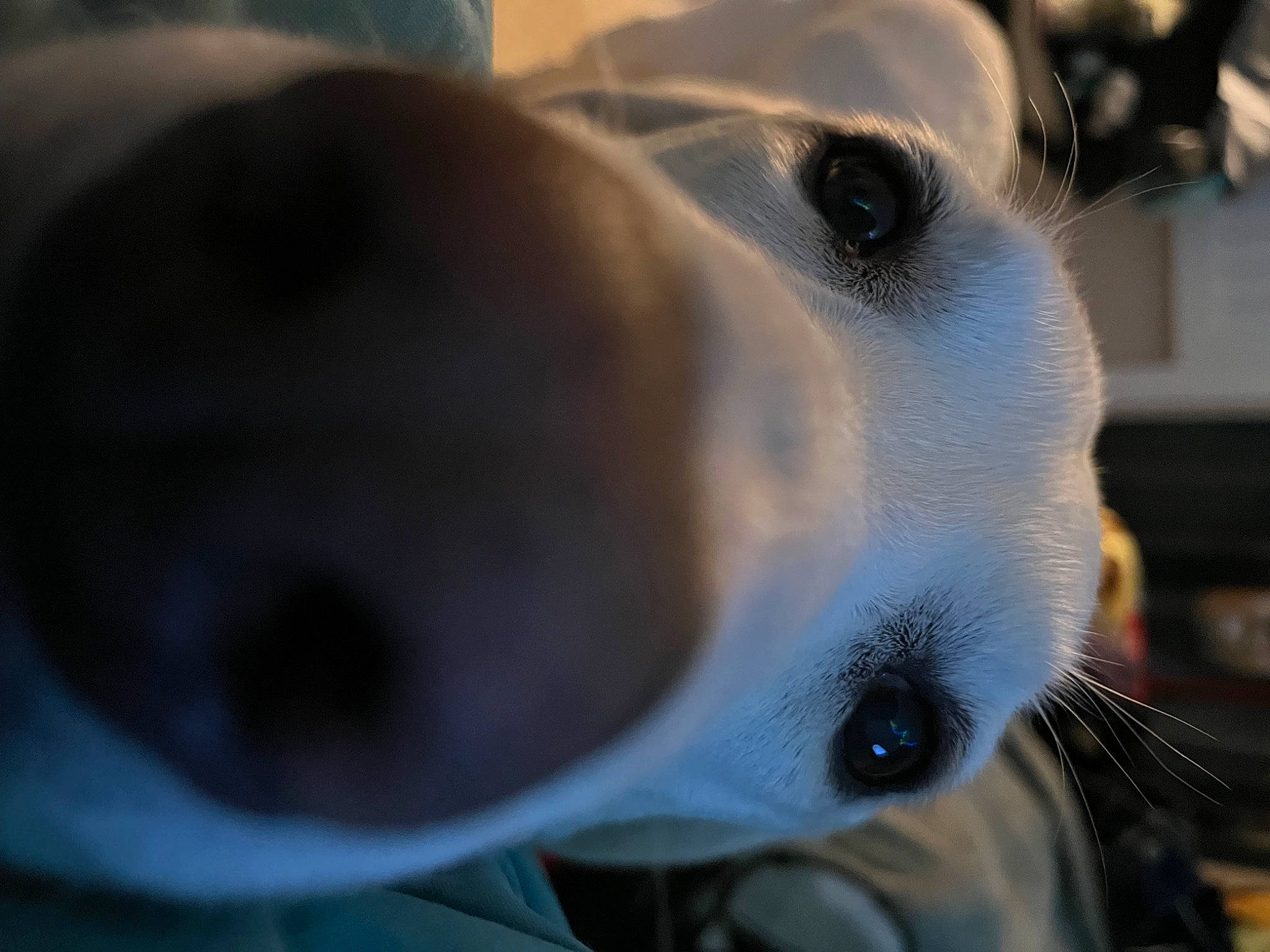 Princess Lea Skywalker joined the competition — help win amazing prizes! canidae, carnivore, collar, companion_dog, dog, dog_breed, dog_collar, ear, fawn, fur, non_sporting_group, pet_supply, snout, sporting_group, terrestrial_animal, whiskers, working_animal