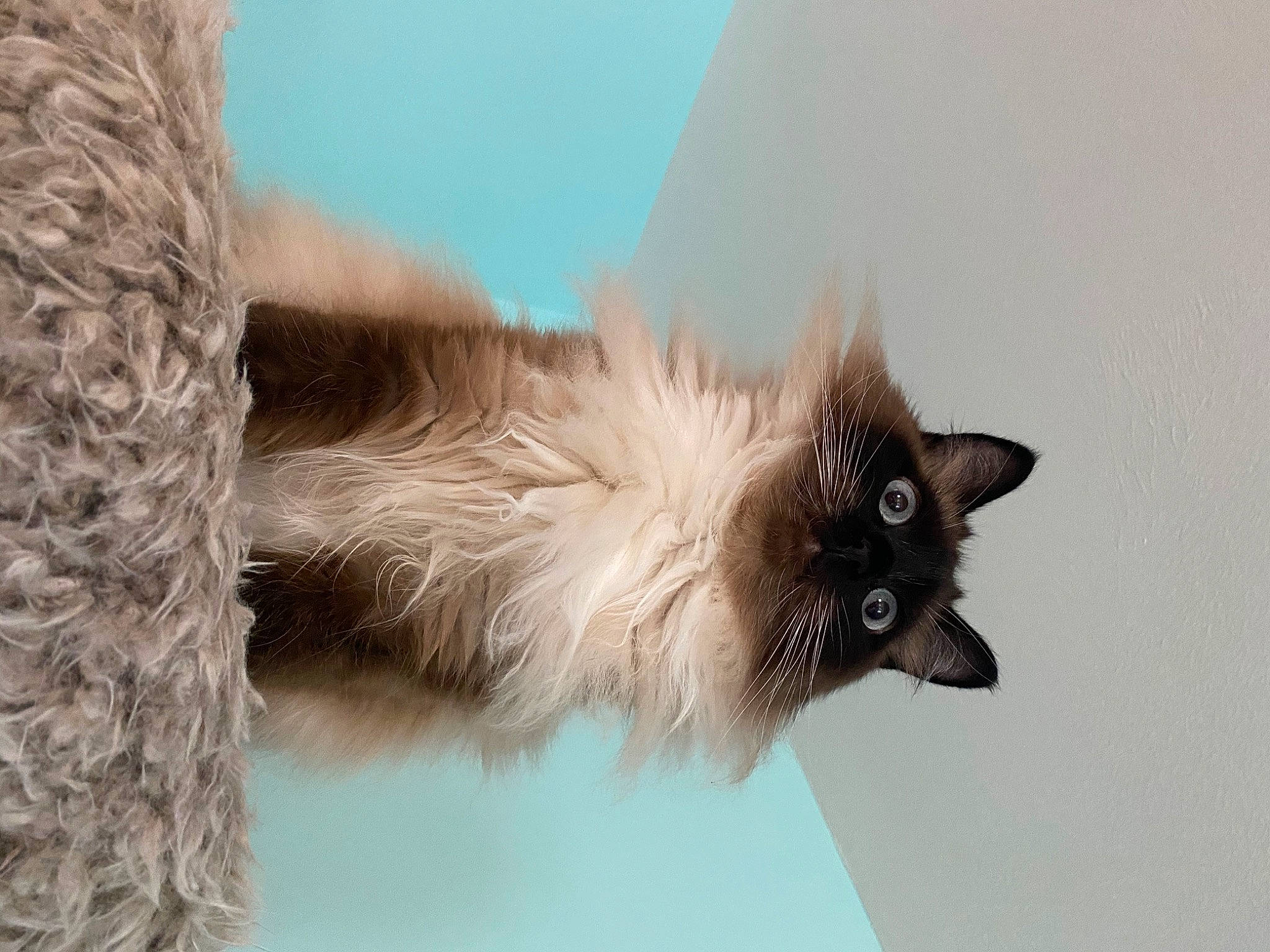 Penelope is registered to the contest to win money with this photo: balinese, birman, carnivore, cat, collar, ear, eye, fashion_accessory, fawn, feather, felidae, fur, hair, paw, small_to_medium_sized_cats, snout, tail, thai, whiskers, wing