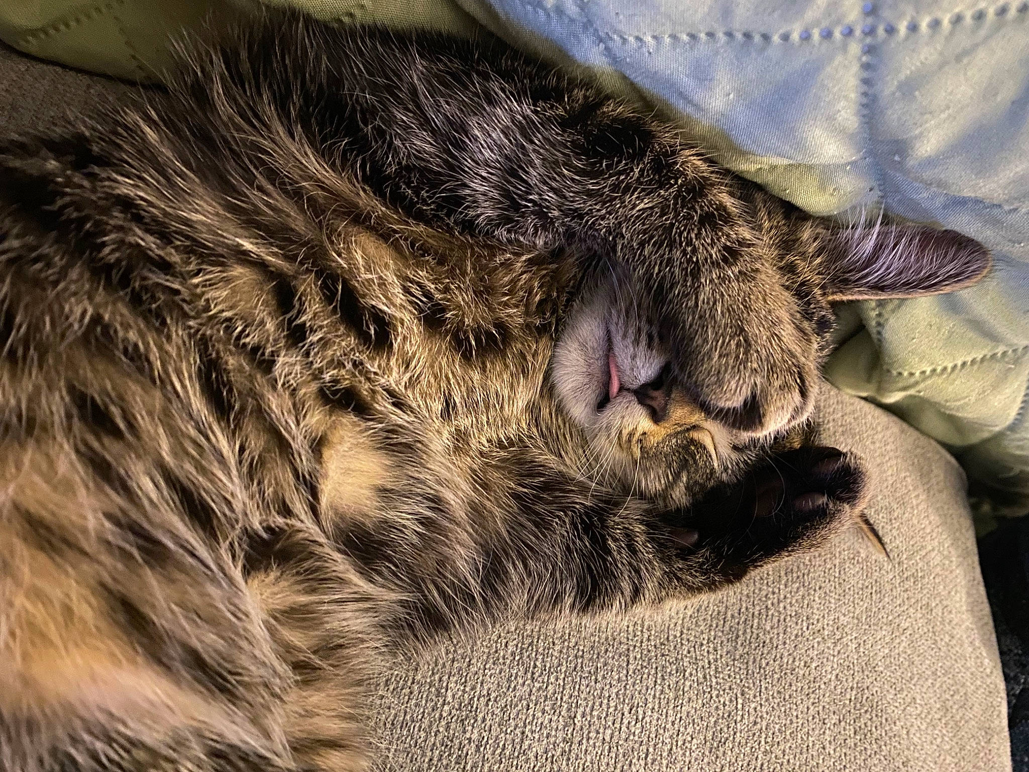 Penelope is registered to the contest to win money with this photo: carnivore, cat, claw, comfort, domestic_short_haired_cat, felidae, fur, nap, natural_material, paw, sleep, small_to_medium_sized_cats, snout, tail, terrestrial_animal, whiskers